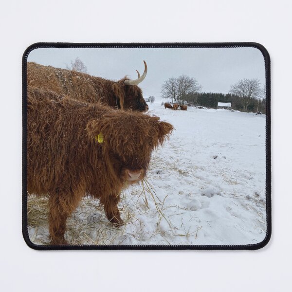 Item preview, Scottish Highland Cattle Calf 4248 designed and sold by SaarelaHighland.