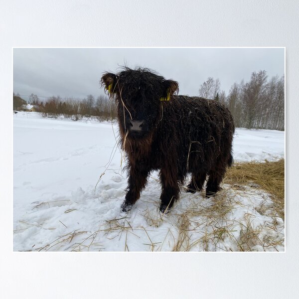 Item preview, Scottish Highland Cattle Calf 4249 designed and sold by SaarelaHighland.