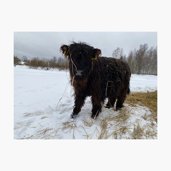 Item preview, Scottish Highland Cattle Calf 4249 designed and sold by SaarelaHighland.