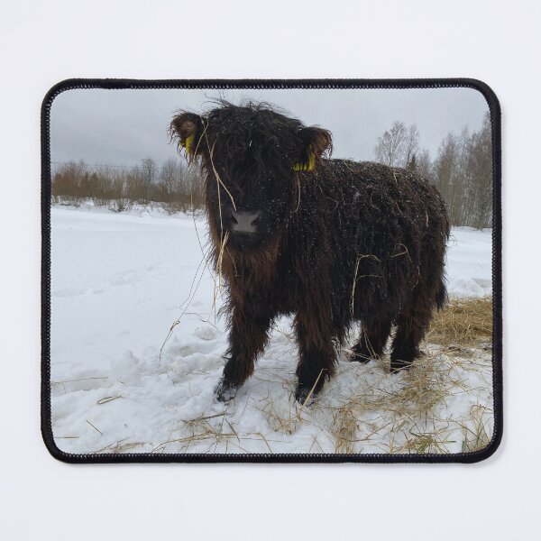 Item preview, Scottish Highland Cattle Calf 4249 designed and sold by SaarelaHighland.