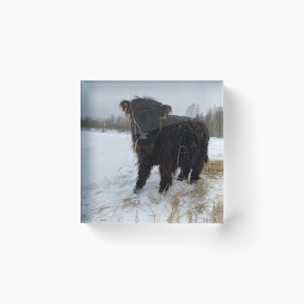 Item preview, Scottish Highland Cattle Calf 4249 designed and sold by SaarelaHighland.