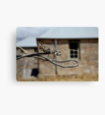 Morialta Barns Canvas Print