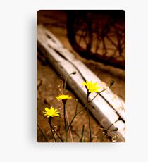 Morialta Barns 3 Canvas Print