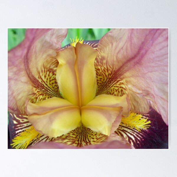 Item preview, Yellow iris designed and sold by Shulie1.
