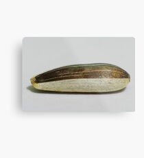 Mystery V - Sunflower seed Metal Print