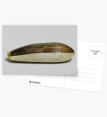 Mystery V - Sunflower seed Postcards