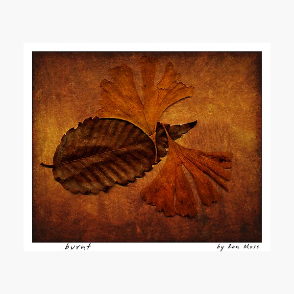 b u r n t Photographic Print