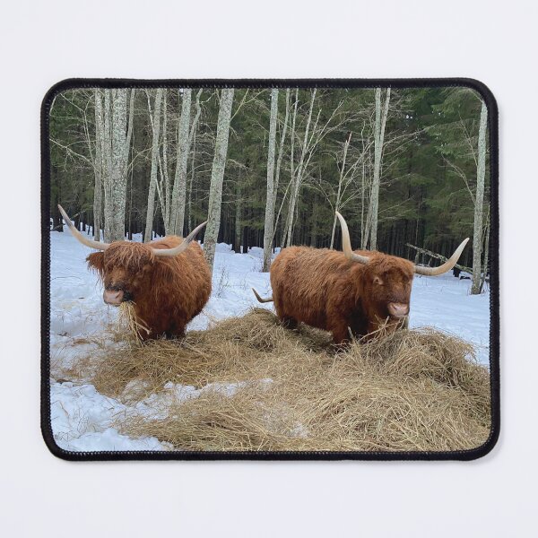 Item preview, Scottish Highland Cattle Cows 4252 designed and sold by SaarelaHighland.
