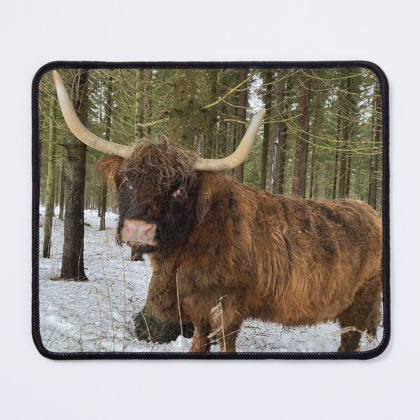 Item preview, Scottish Highland Cattle Cow 4255 designed and sold by SaarelaHighland.