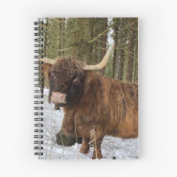 Item preview, Scottish Highland Cattle Cow 4255 designed and sold by SaarelaHighland.