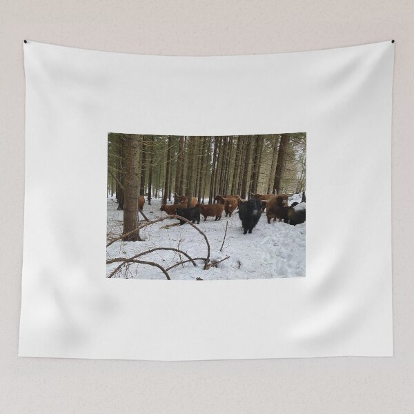 Item preview, Scottish Highland Cattle Cows 4256 designed and sold by SaarelaHighland.