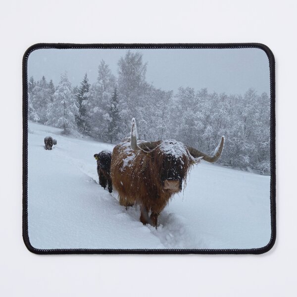 Item preview, Scottish Highland Cattle Cow 4261 designed and sold by SaarelaHighland.