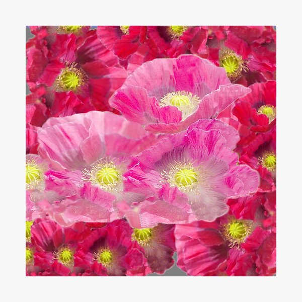 Artikelvorschau, PINK-ROT FUCHSIA GARTENMOHNMUSTER ART entworfen und verkauft von sharlesart.