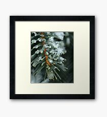 Pine Framed Print
