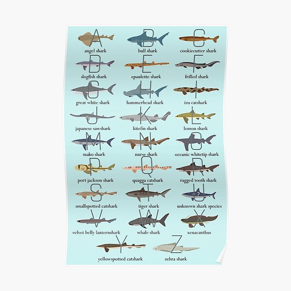 Shark Alphabet Poster