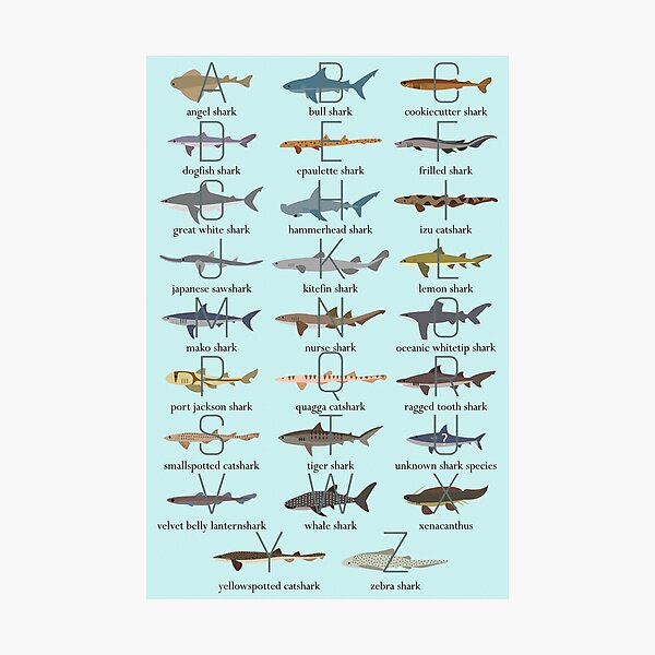 Shark Alphabet Photographic Print