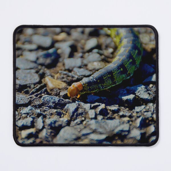 Item preview, White-Lined Sphinx Moth Caterpillar designed and sold by Tessia Photography.