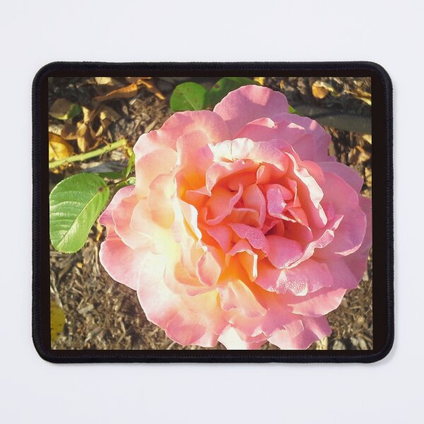 Item preview, PINK ROSE IN FULL BLOOM  designed and sold by JoAnnHayden.