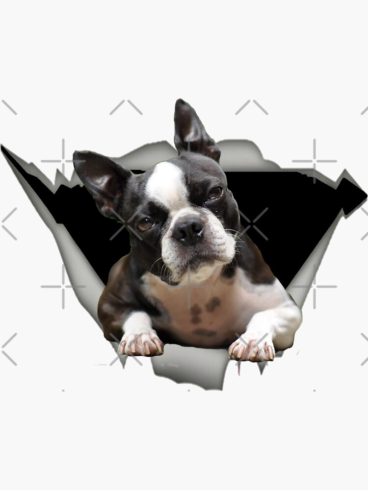 Fancy kjole kan opfattes Pick up blade Boston terrier funny design for accessories" Sticker for Sale by  kimoufaster | Redbubble