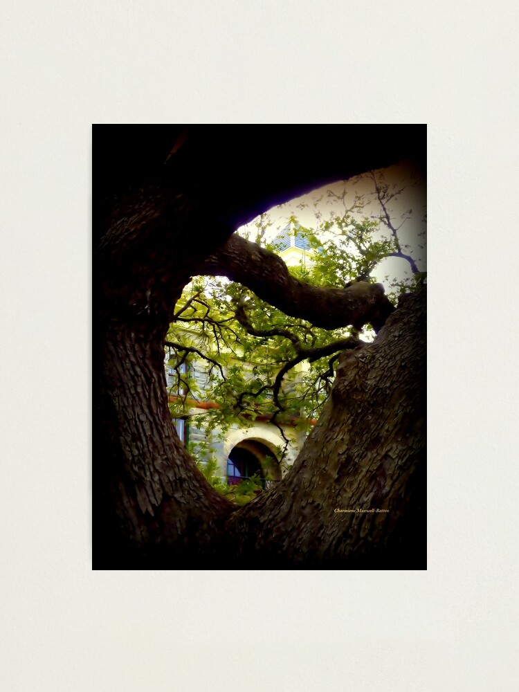 "The Hanging Tree in Goliad, Texas" Photographic Print for Sale by Sita ...