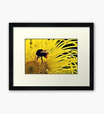 Flower Bee Framed Print