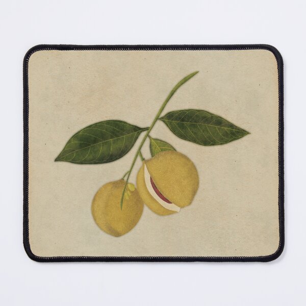 Item preview, Antique Botanical Illustration Nutmeg designed and sold by BranchAndFruits.
