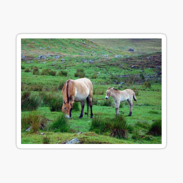 Aperçu de l'œuvre Les chevaux de Przewalski paissant créée et vendue par PowerfulPhotos.