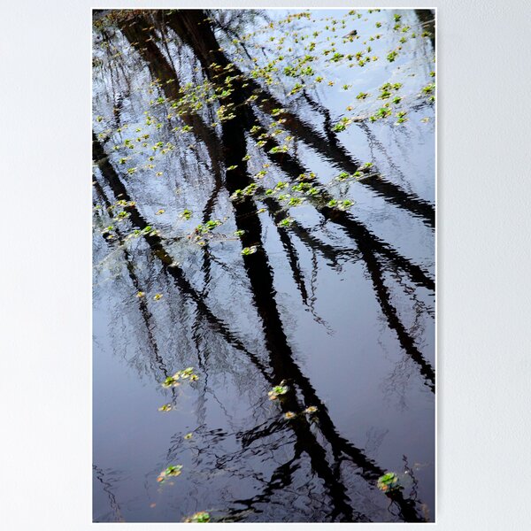Reflected Willows Poster