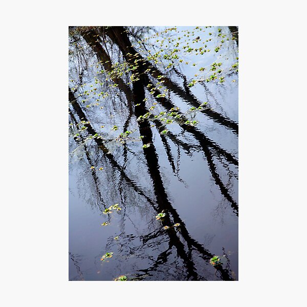 Reflected Willows Photographic Print