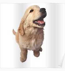 Puppy Retriever Poster