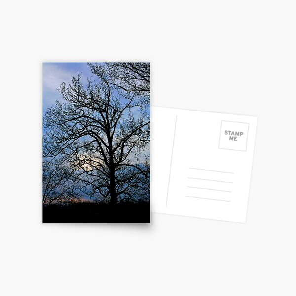 Chilly Sunrise Postcard