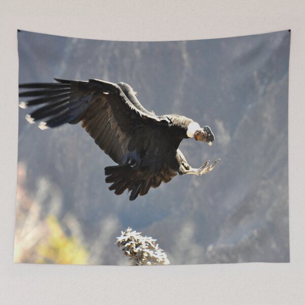 Item preview, Peru - colca canyon, Condor designed and sold by franck380.