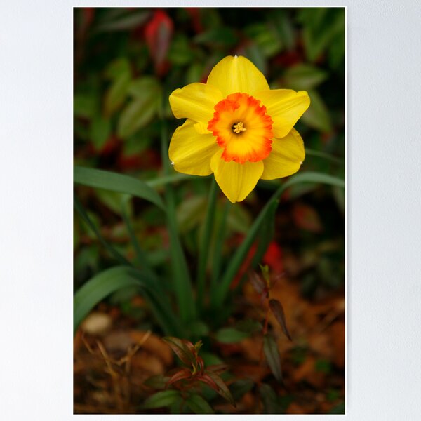 King Alfred Daffodil Poster