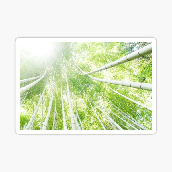 Bamboo Forest Sticker