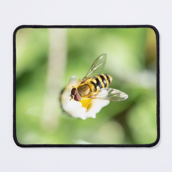 Item preview, Hover fly on flower mimicking a wasp designed and sold by AnnaKT.