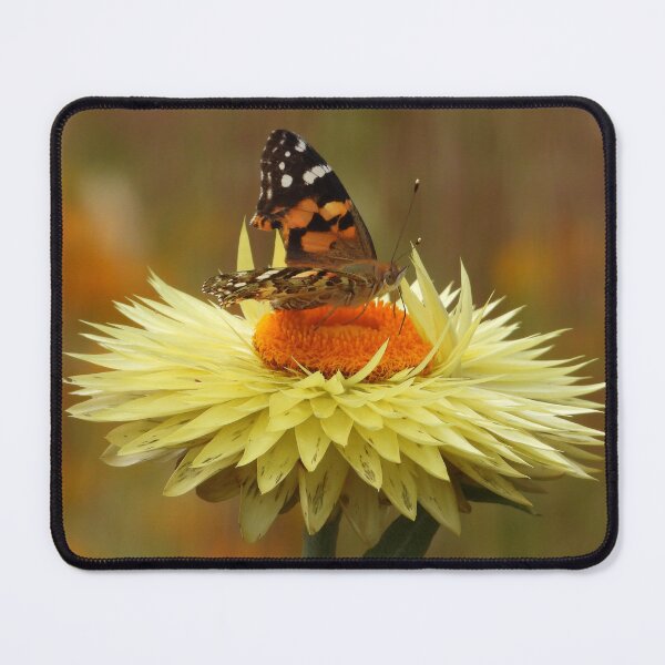 Item preview, Battered Butterfly feeding on Everlasting Daisy designed and sold by Linda Sijpkes.