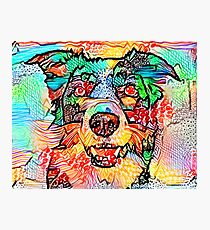 Collie Border Photographic Print