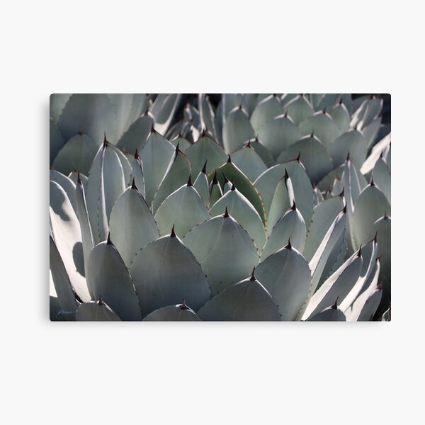 Huntington Points Canvas Print