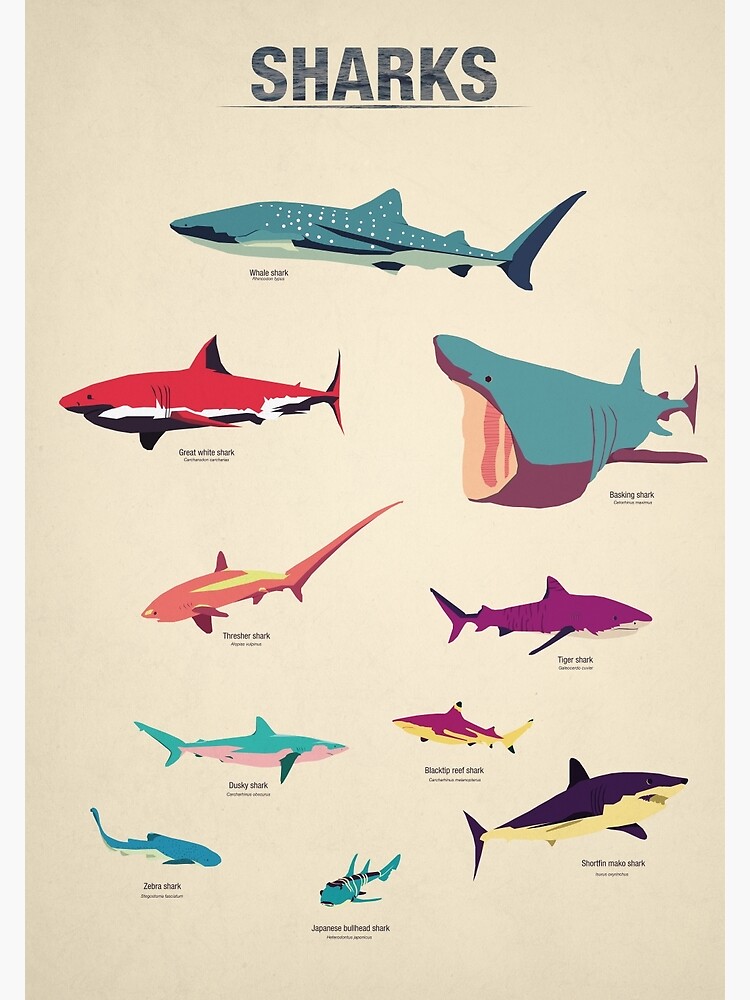 Sharks by greatskybear
