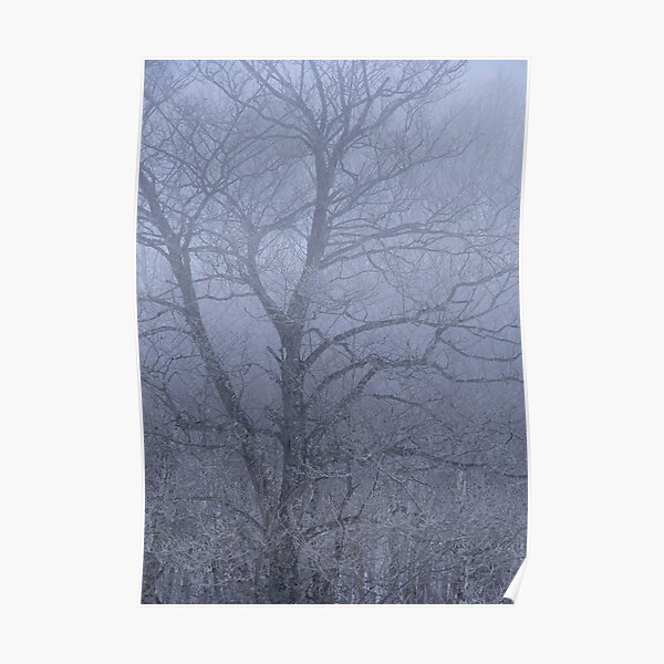 A leafless tree in the haze of morning mist. Poster