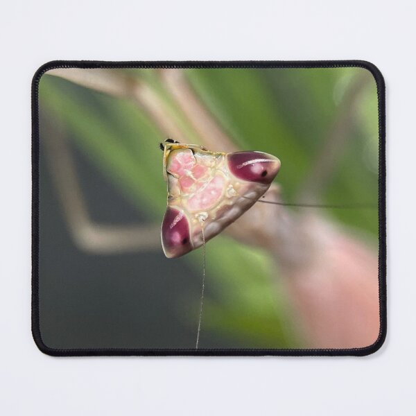 Item preview, Praying Mantis portrait designed and sold by Reptillery.