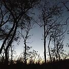 Dawn comes through the trees by znamenski