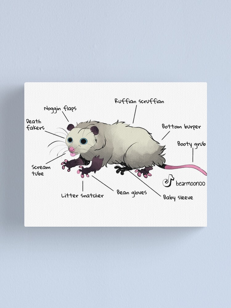 Anatomy of: OPOSSUM Canvas Print for Sale by Anatomy-OF Redbubble