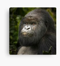Gorilla III Canvas Print
