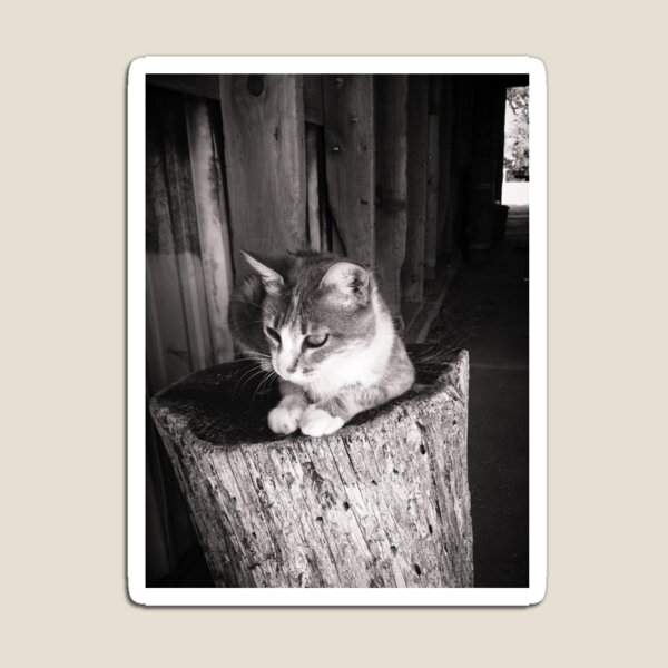 Item preview, Figura felina establecida designed and sold by HannahMFunk.