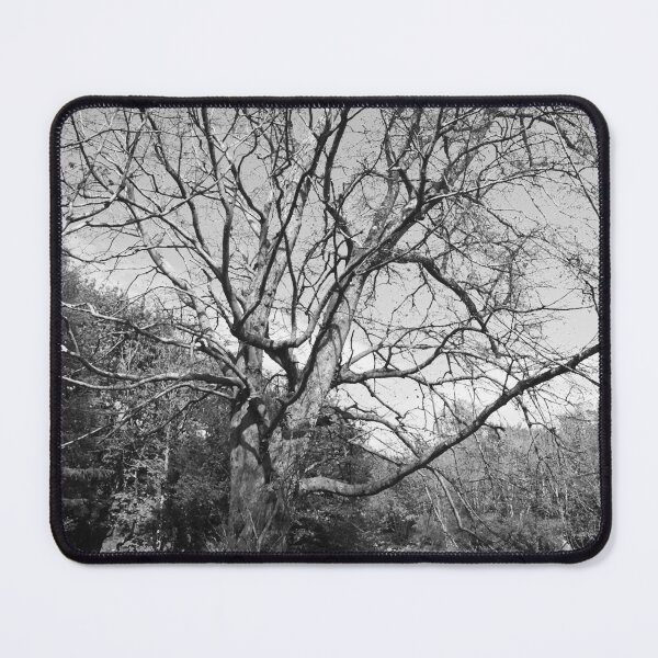 Item preview, Tree shadows on the trail Buncrana black and white designed and sold by eddiebarronshop.