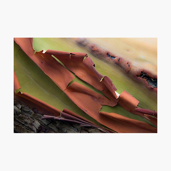 Item preview, Appealing Arbutus designed and sold by toby snelgrove  IPA.