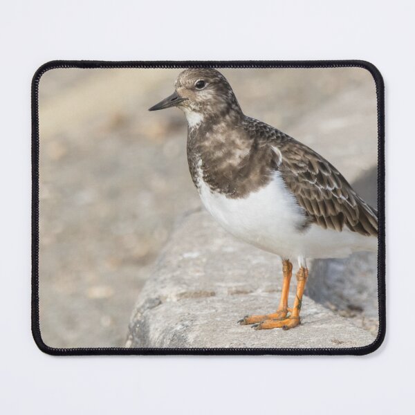 Item preview, Turnstone designed and sold by LaurenTucker.