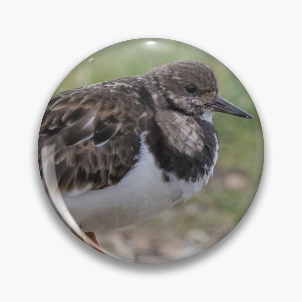 Item preview, Turnstone designed and sold by LaurenTucker.