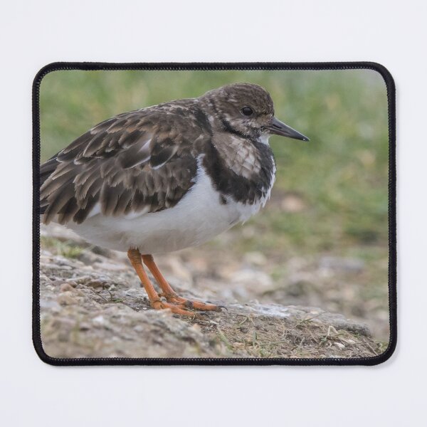 Item preview, Turnstone designed and sold by LaurenTucker.